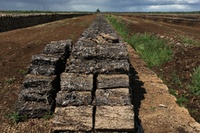 Moos rettet Moor