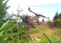 Mäusebussard