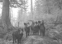 Wildschweine in der Nacht