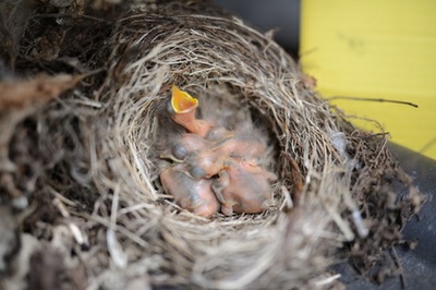 Hungrige Vogelkinder 